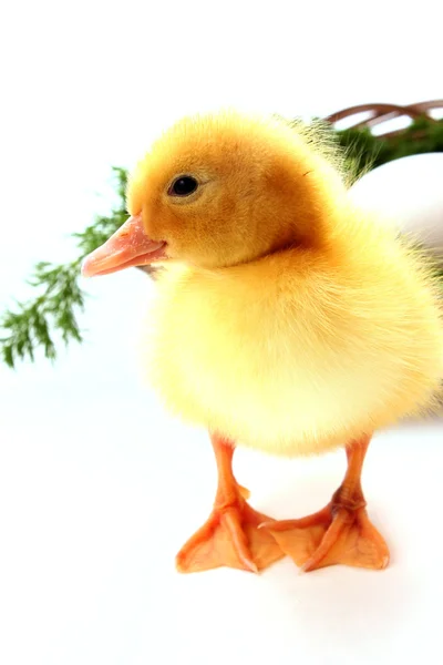 En gul fluffig ungar — Stockfoto