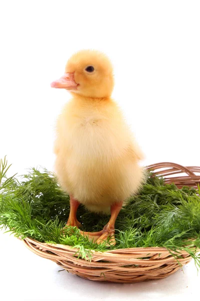 A yellow fluffy duckling — Stock Photo, Image