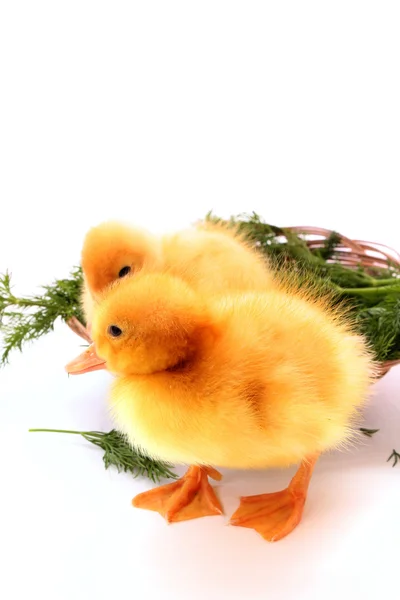 Duckling on green background isolated on white — Stock Photo, Image
