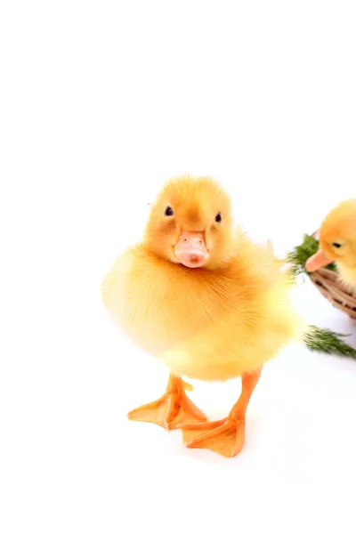 A yellow fluffy ducklings — Stock Photo, Image