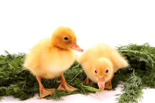 Två gula fluffiga ungar — Stockfoto