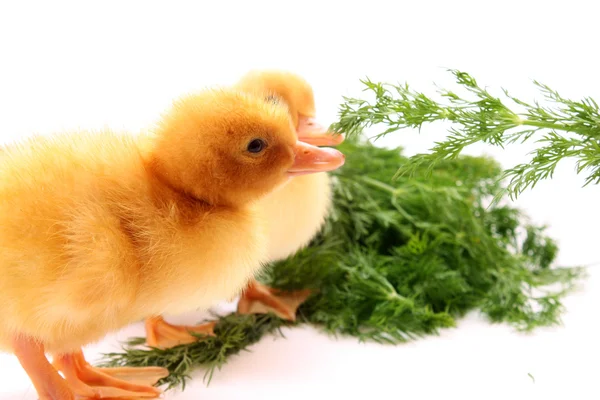 Sevimli küçük ördek yavrusu izole ve yeşil çimen — Stok fotoğraf