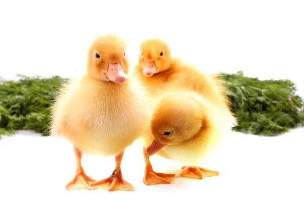 Cute little ducklings isolated and green grass — Stock Photo, Image