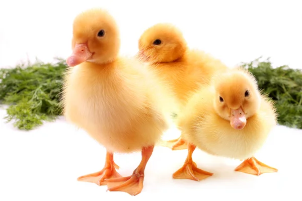 Tre gula fluffiga ungar — Stockfoto