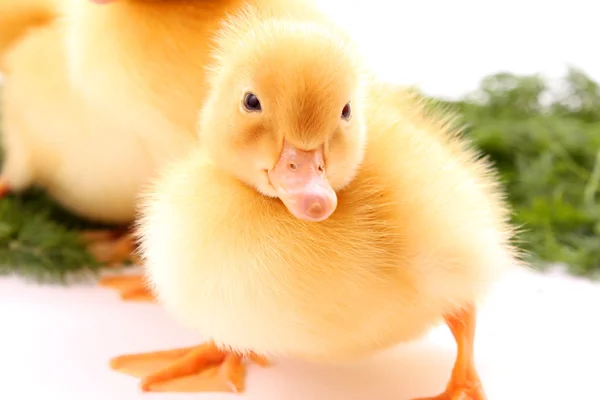 A yellow fluffy duckling — Stock Photo, Image