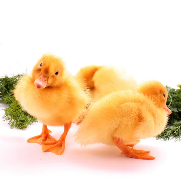 Duckling on green background isolated on white — Stock Photo, Image