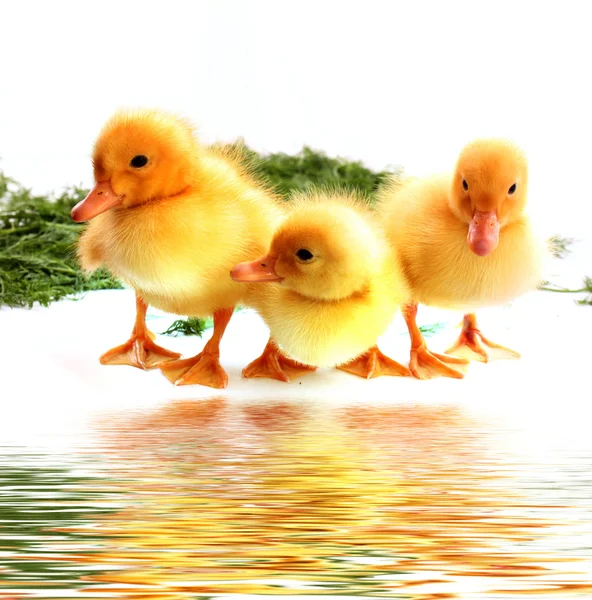 Sevimli küçük ducklings ve su yansıma — Stok fotoğraf