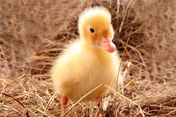 Yellow fluffy duckling on the hay