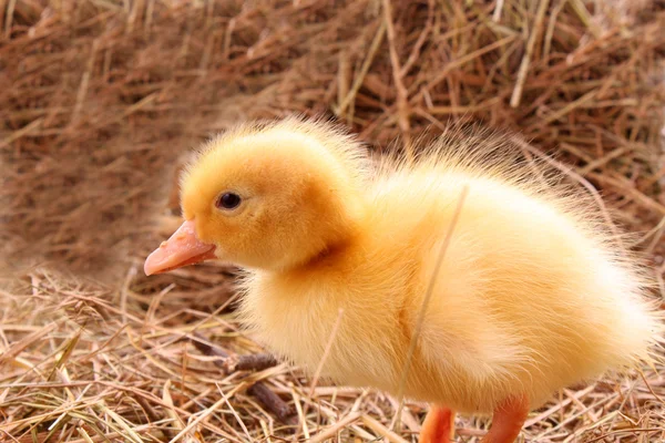 Yellow fluffy duckling on the hay — Stock Photo, Image
