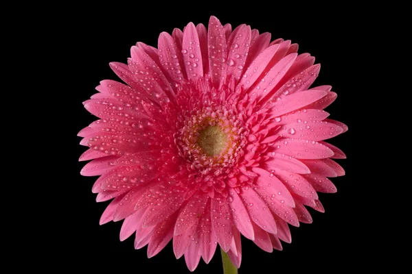 Red gerbera isolated on back — Stock Photo, Image