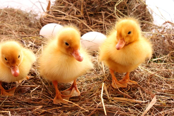 Tre gula fluffiga ungar — Stockfoto
