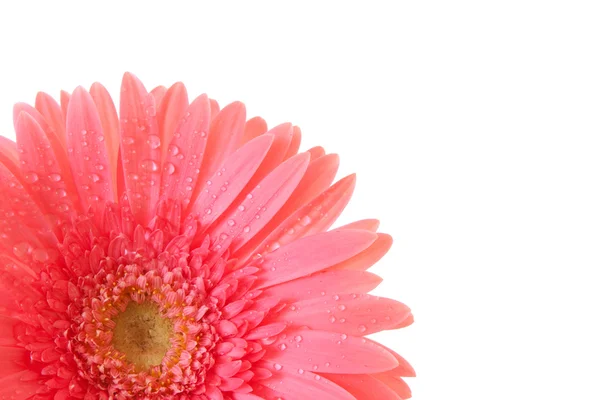Red gerbera isolated on white — Stock Photo, Image