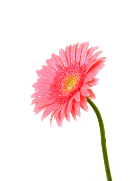 Red gerbera isolated on white — Stock Photo, Image