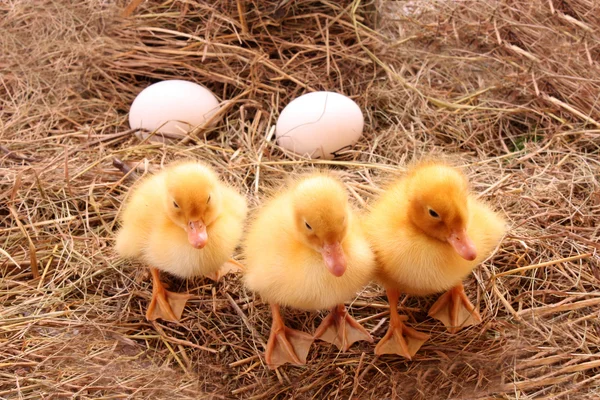 Três patinhos fofos amarelos com ovos — Fotografia de Stock