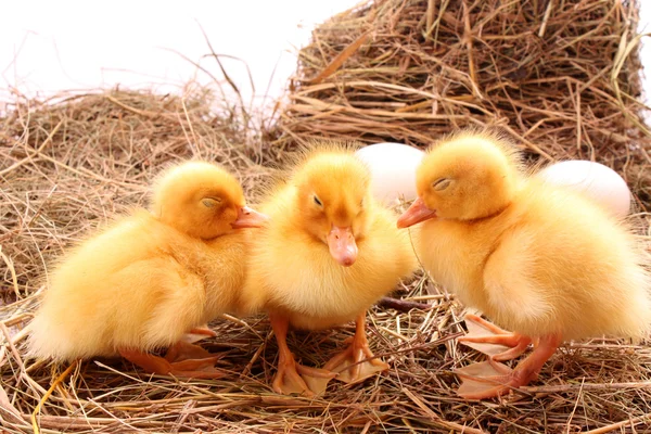 3 노란 솜 털 ducklings 잠 — 스톡 사진