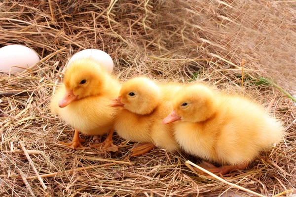 Yellow fluffy ducklings on the hay — Stock Photo, Image