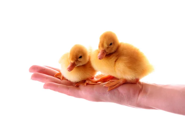 Two yellow fluffy ducklings on the hand isolated on white — Stock Photo, Image