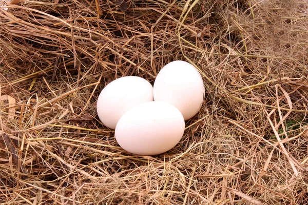 Eier auf dem Heu — Stockfoto