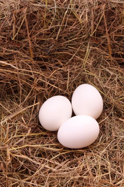 干し草の卵 — ストック写真