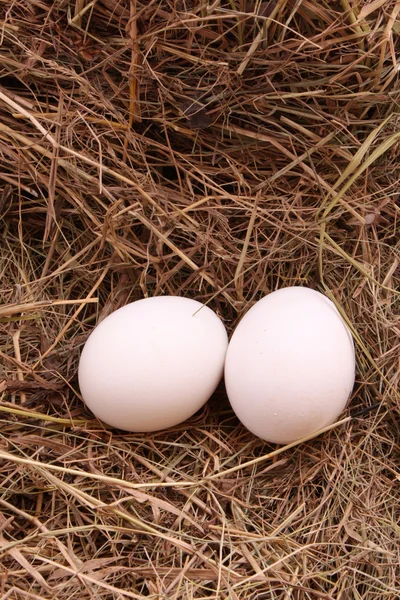 在干草上鸡蛋 — 图库照片
