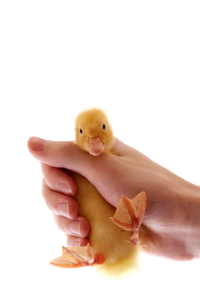A yellow fluffy duckling in the hand isolated on white — Stock Photo, Image
