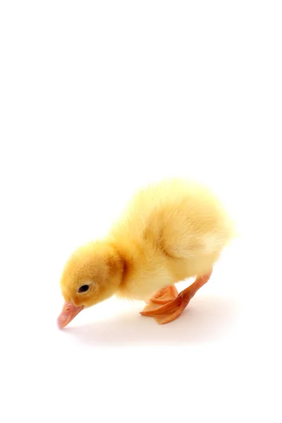 Sarı tüylü ördek yavrusu — Stok fotoğraf