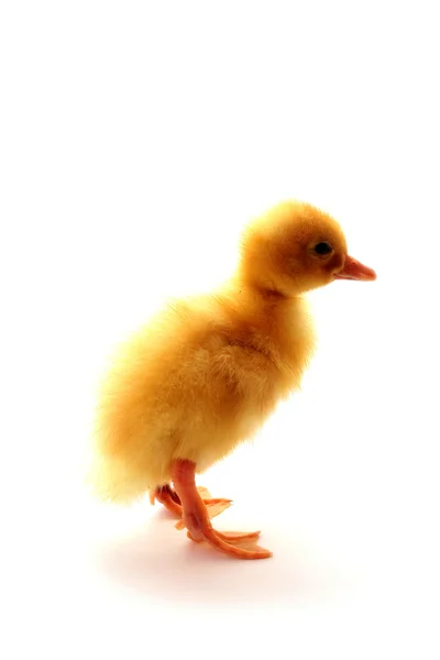 Petit canard pelucheux jaune isolé — Photo