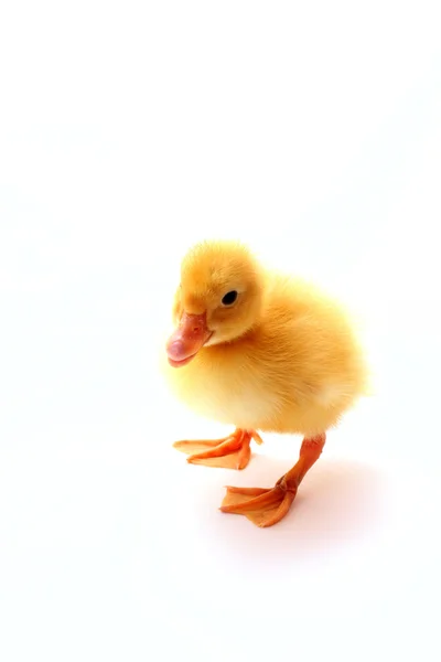 Izole küçük sarı tüylü ördek yavrusu — Stok fotoğraf