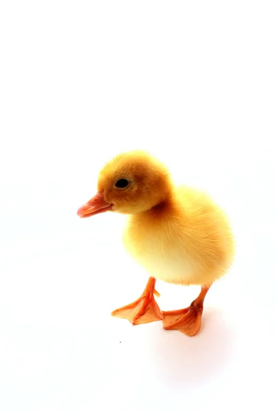 Little yellow fluffy duckling isolated — Stock Photo, Image