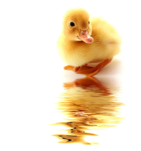 Little yellow fluffy duckling isolated — Stock Photo, Image