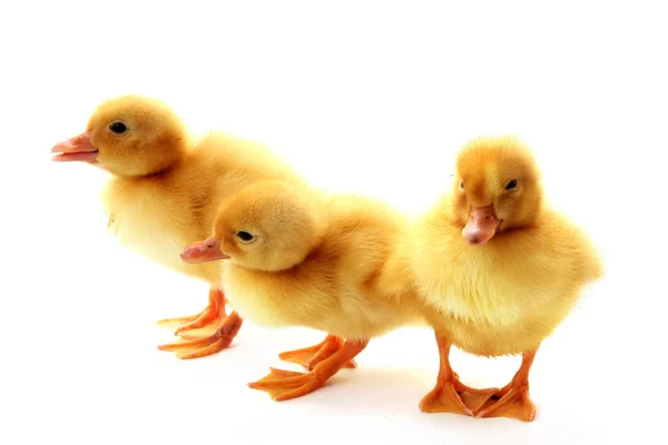 Little yellow fluffy ducklings isolated — Stock Photo, Image