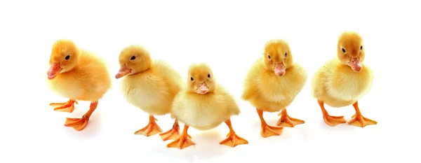5 노란 솜 털 ducklings — 스톡 사진