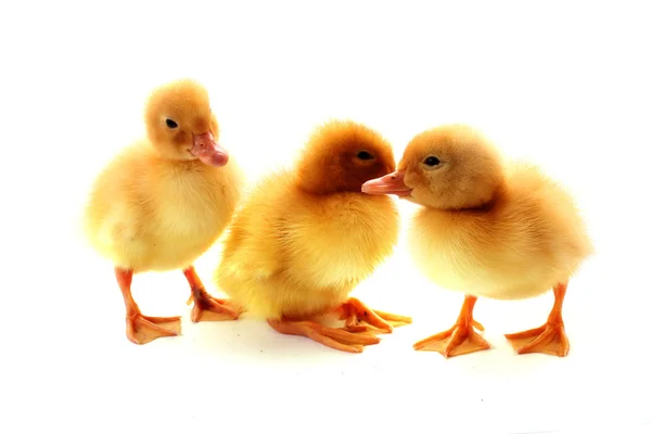 Three yellow fluffy ducklings isolated on white — Stock Photo, Image