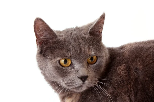 Grey cat white background — Stock Photo, Image
