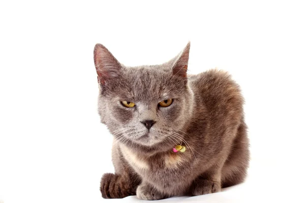 Angry cat sits on white background — Stock Photo, Image
