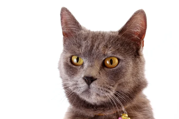 Grey cat white background — Stock Photo, Image
