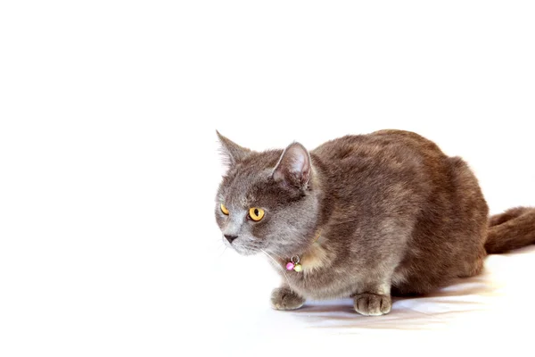 Angry cat sits on white background — Stock Photo, Image