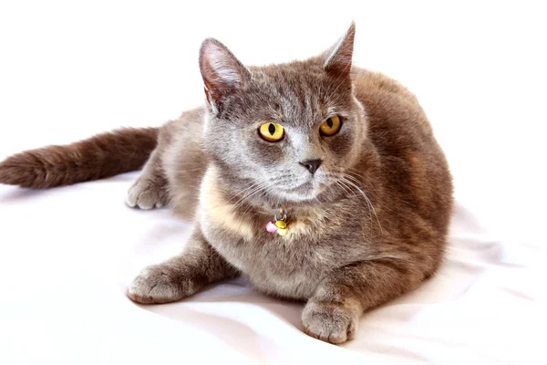Grey cat sits on white background — Stock Photo, Image