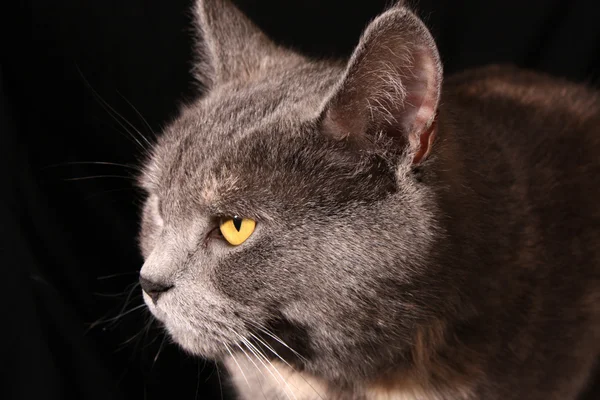 孤立在黑色背景上的猫肖像 — 图库照片
