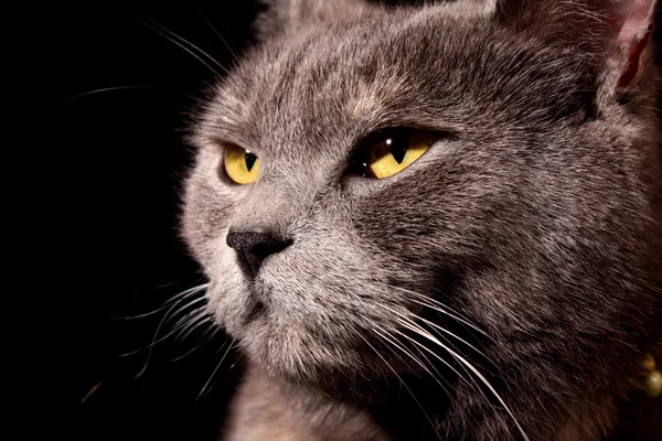 Szary kot czarny tło — Zdjęcie stockowe