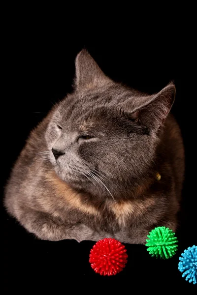 Grå katt svart bakgrund med bollar — Stockfoto
