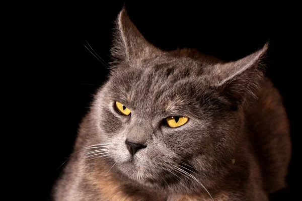 stock image Grey cat black background