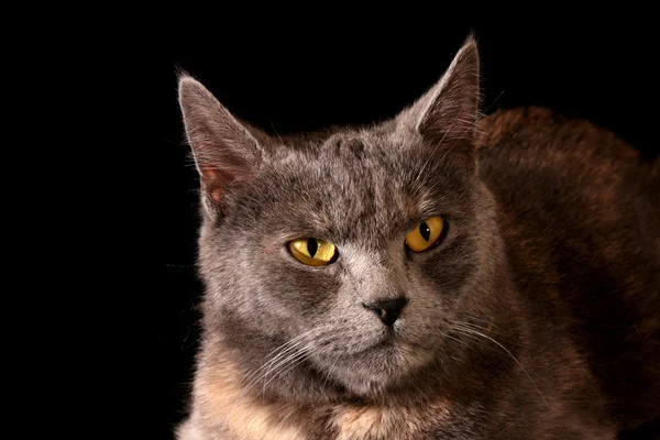 Grey cat black background — Stock Photo, Image