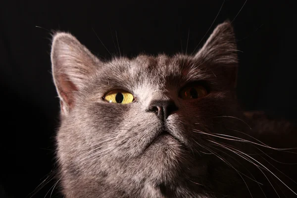 Gri kedi siyah arka plan — Stok fotoğraf