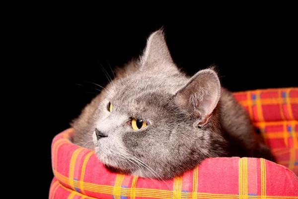 Gato cinzento em sua cama — Fotografia de Stock