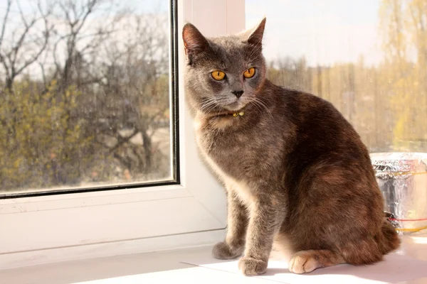 stock image Grey cat on the window sill