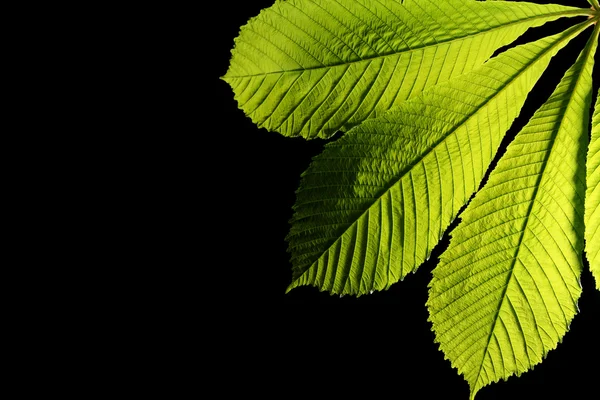 黒い背景の緑の葉 — ストック写真