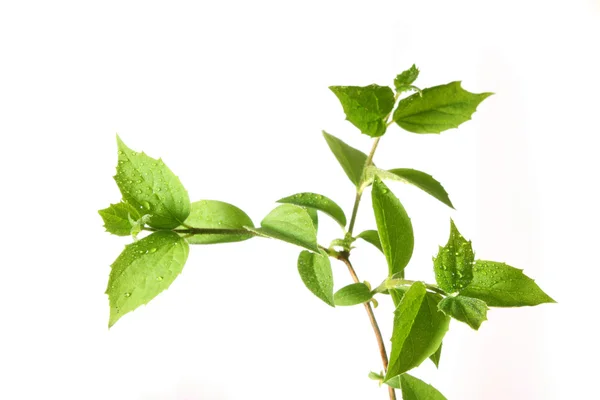 Beyaz arkaplanda yeşil yaprak — Stok fotoğraf