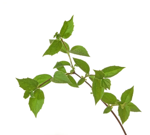 Πράσινα φύλλα σε λευκό — Φωτογραφία Αρχείου