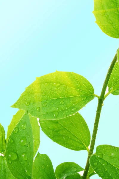 Folha verde com gotas de água e sol — Fotografia de Stock